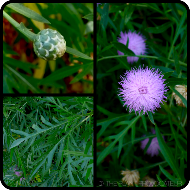 |Cheirolophus canariensis bud + form + foliage|