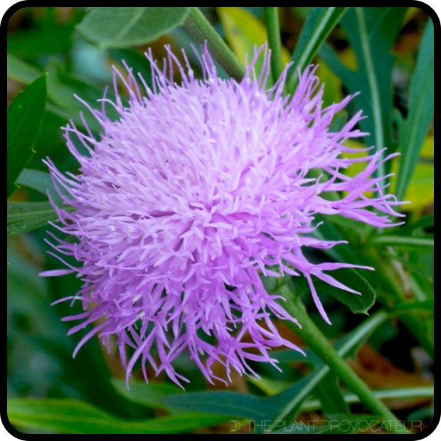 |Cheirolophus canariensis floral detail|