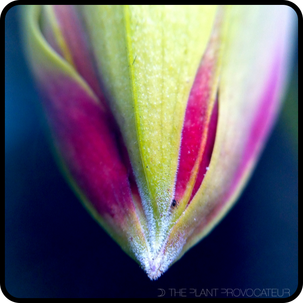 |Gloriosa superba 'Rothschildiana' bud detail|