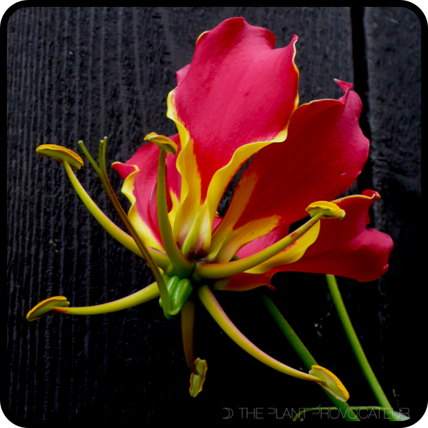 |Gloriosa superba 'Rothschildiana' floral profile|
