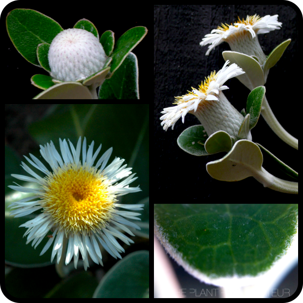 |Pachystegia insignis details|