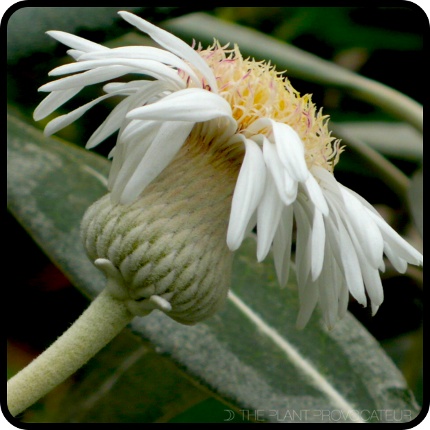 |Pachystegia insignis floral profile|