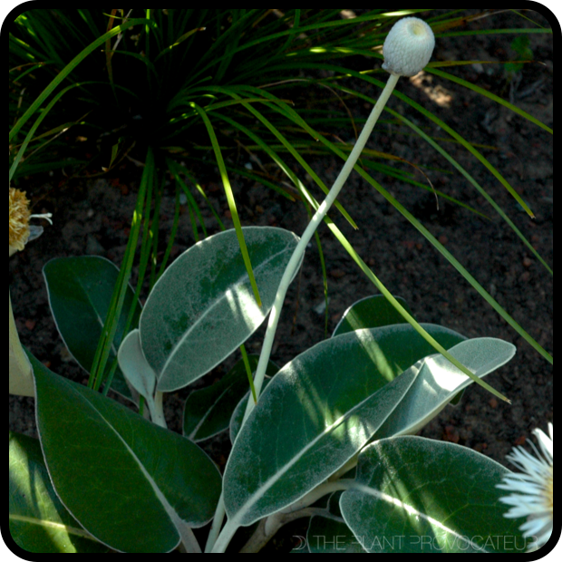|Pachystegia insignis form + foliage|