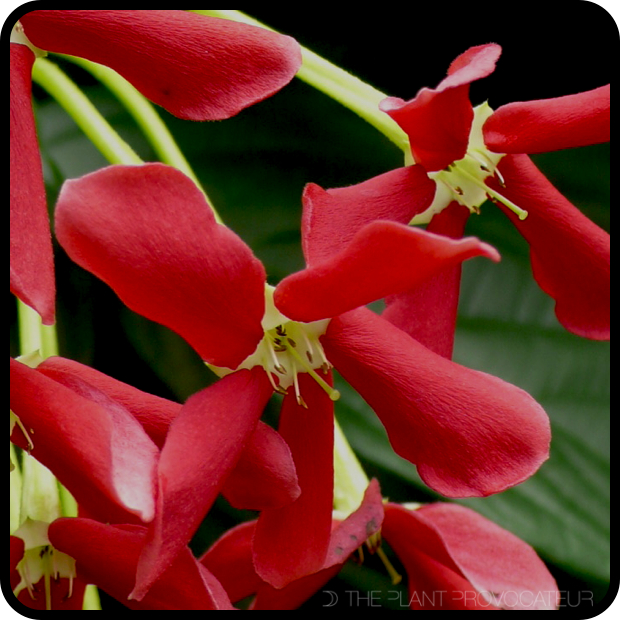 |Quisqualis indica detail|