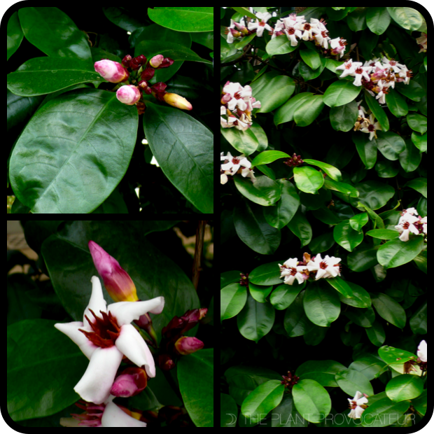 |Strophanthus foliage + form + flower|