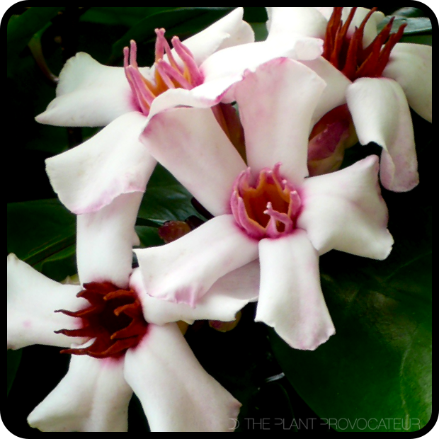 |Strophanthus gratus floral profile|