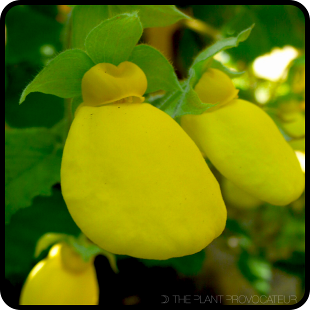 |Calceolaria tomentosa floral profile|