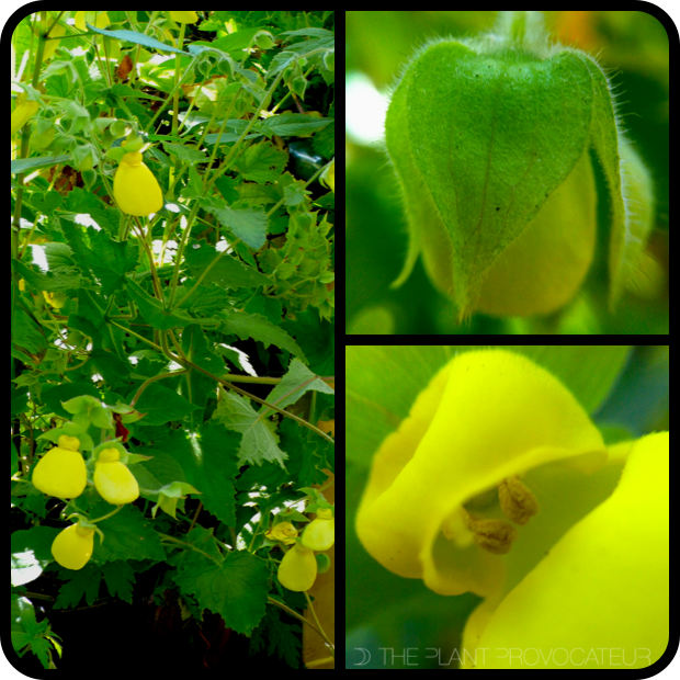 |Calceolaria tomentosa form + flower detail|
