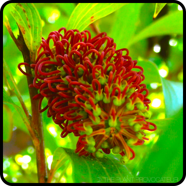 |Hakea archaeoides floral profile|