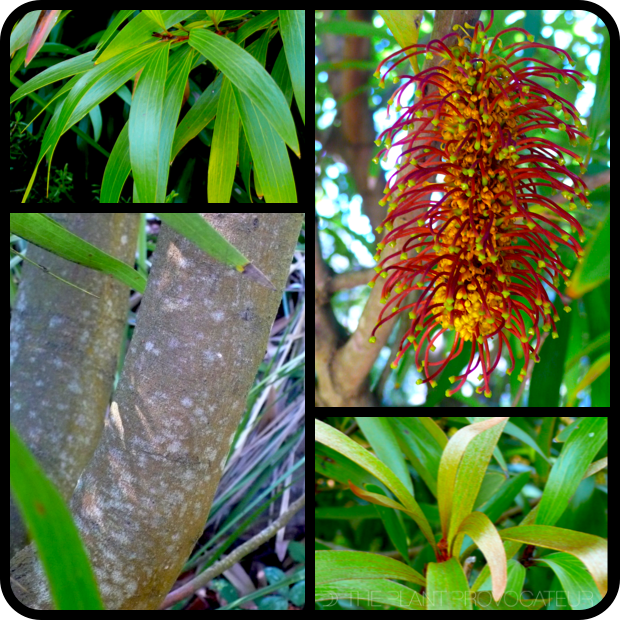 |Hakea archaeoides foliage + flower + color|