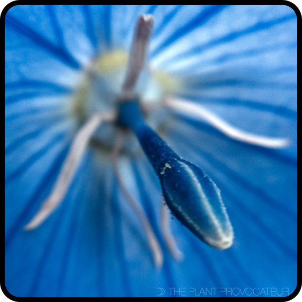 |Platycodon grandiflorus floral detail|