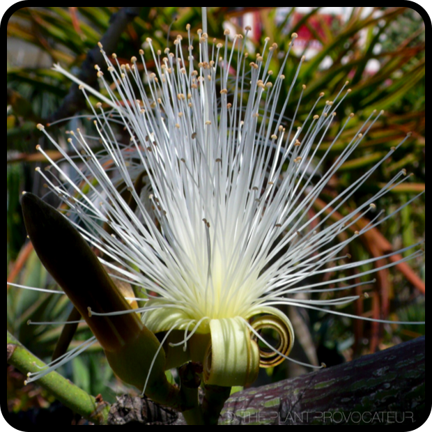|Pseudobombax ellipticum 'Album' floral profile|