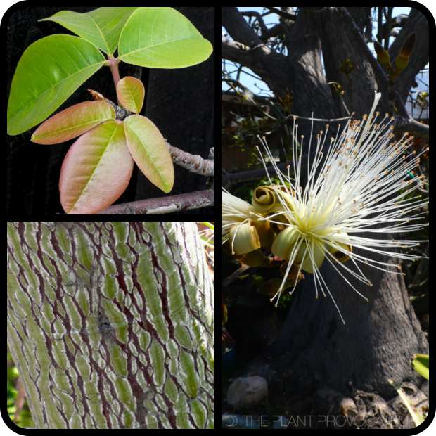 |Pseudobombax ellipticum 'Album' foliage + form + bark|