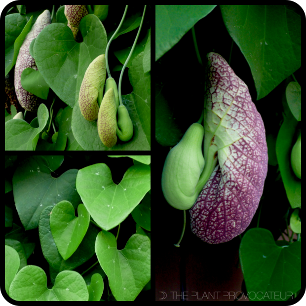 |Aristolochia gigantea details|