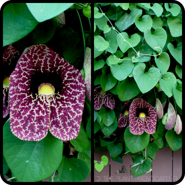 |Aristolochia gigantea floral profile|