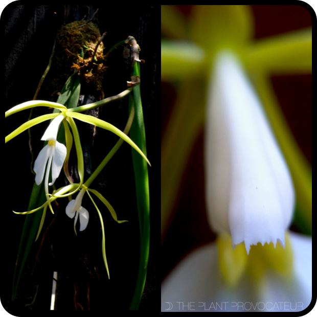 |Epidendrum parkinsonianum details|