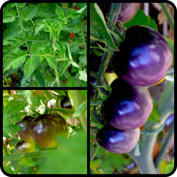|Tomato 'Bosque Blue' foliage + fruit|