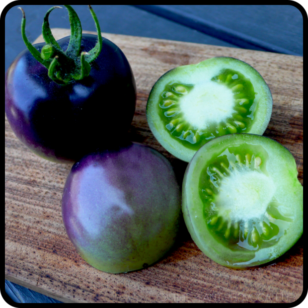 |Tomato 'Bosque Blue' fruit detail|