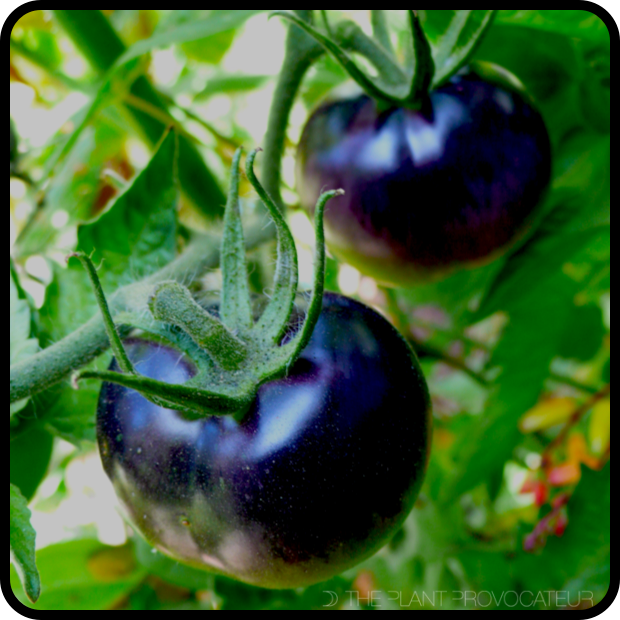 |Tomato 'Bosque Blue' fruit profile|