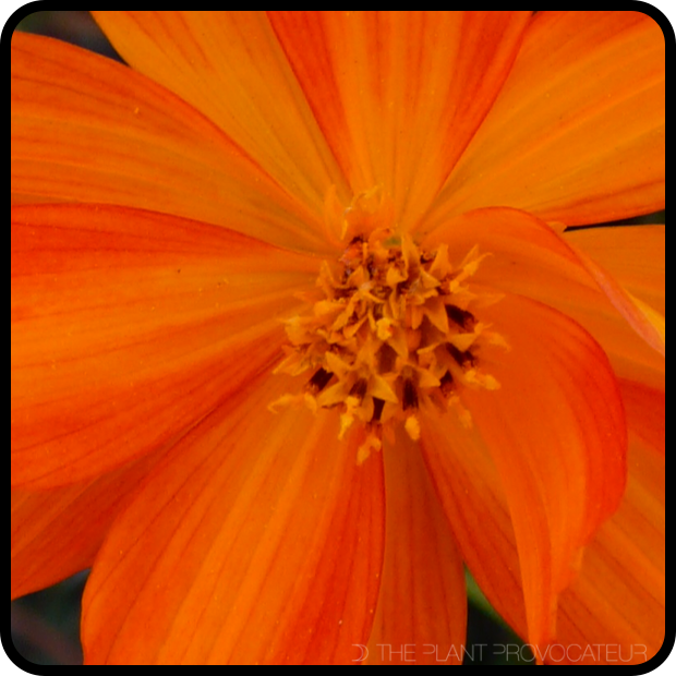 |Cosmos sulphureus floral petal detail|