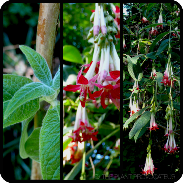 |Fuchsia boliviana foliage + flower + form|