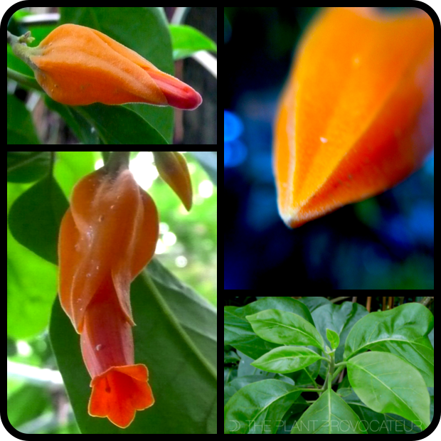 |Juanulloa mexicana bud + foliage + flower|