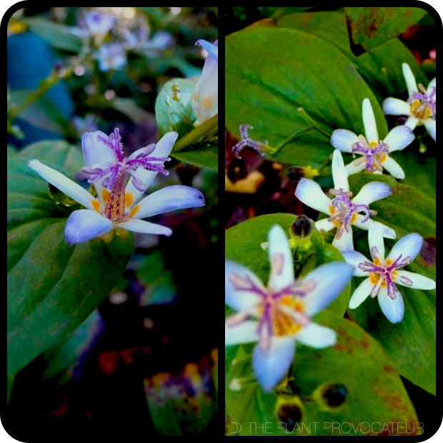 |Tricyrtis hirta 'Tojen' flower + foliage + form|