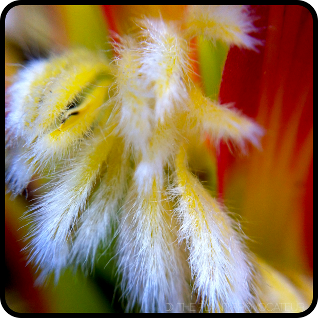 |Mimetes cucullatus floral detail|