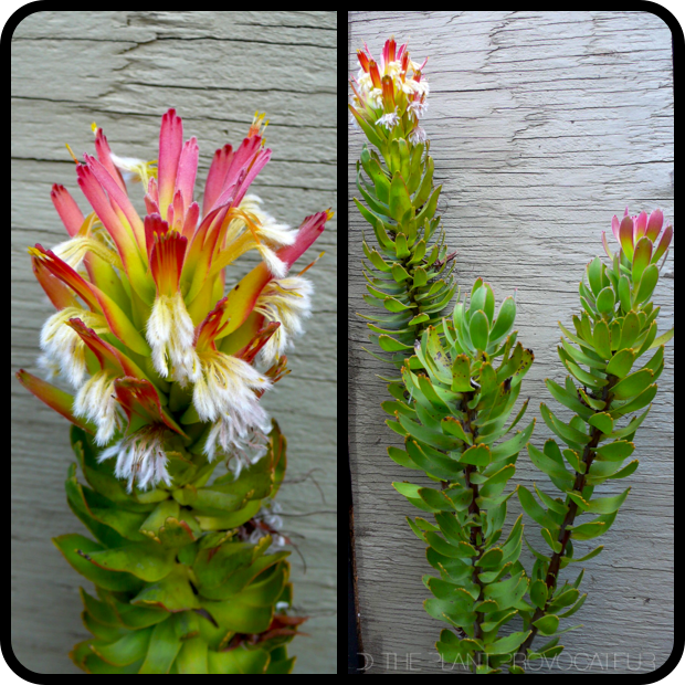 |Mimetes cucullatus flower + form|