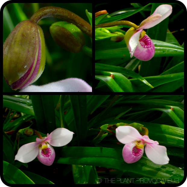 |Phragmipedium schlimii bud + flower + foliage|