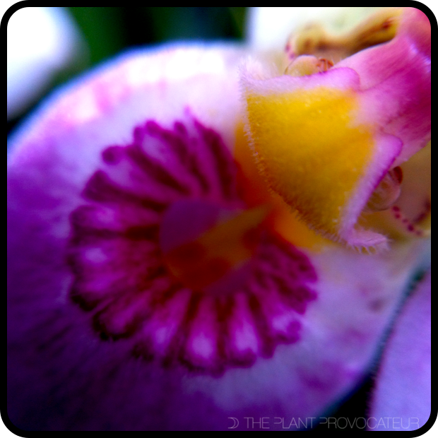 |Phragmipedium schlimii floral detail|
