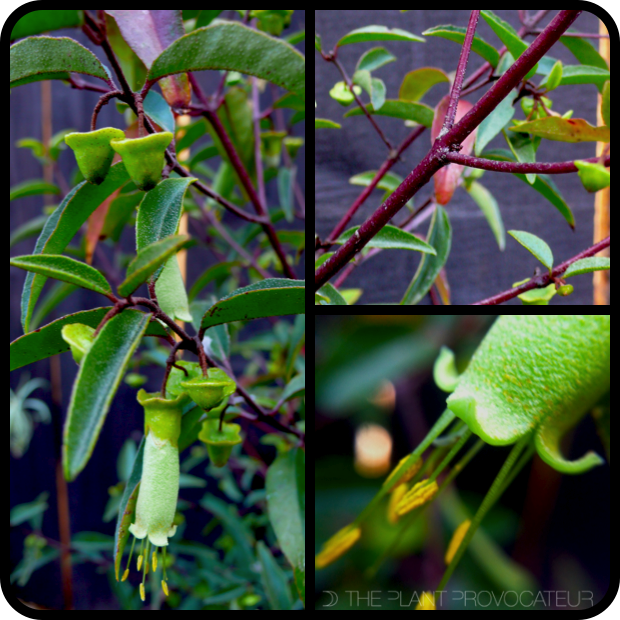 |Correa baeuerlenii form + stem + flower detail|