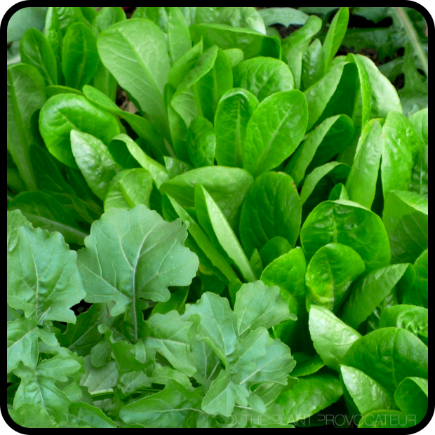 |Little Gem Lettuce + Arugula|