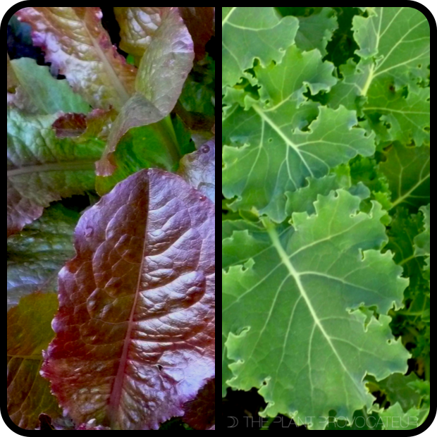 |Outredgeous Romain Lettuce + Vates Kale|