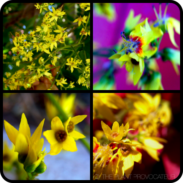 |Koelreuteria bipinnata - floral details|