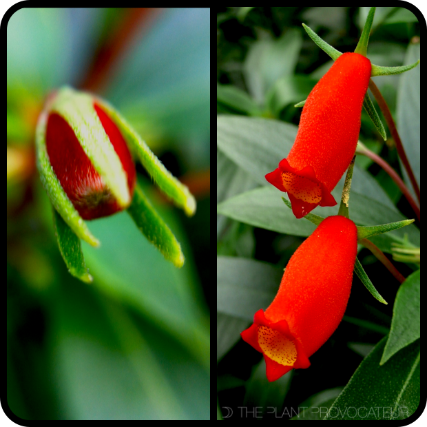 |Seemannia sylvatica - bud + bloom|