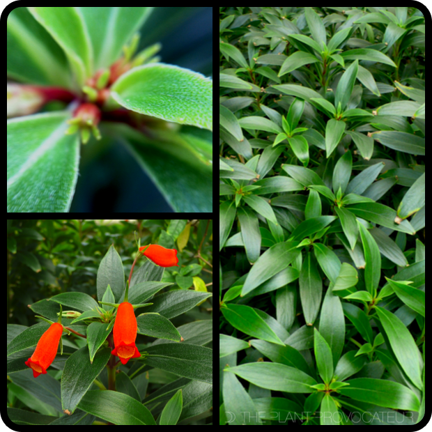 |Seemannia slyvatica - foliage + form + flower|