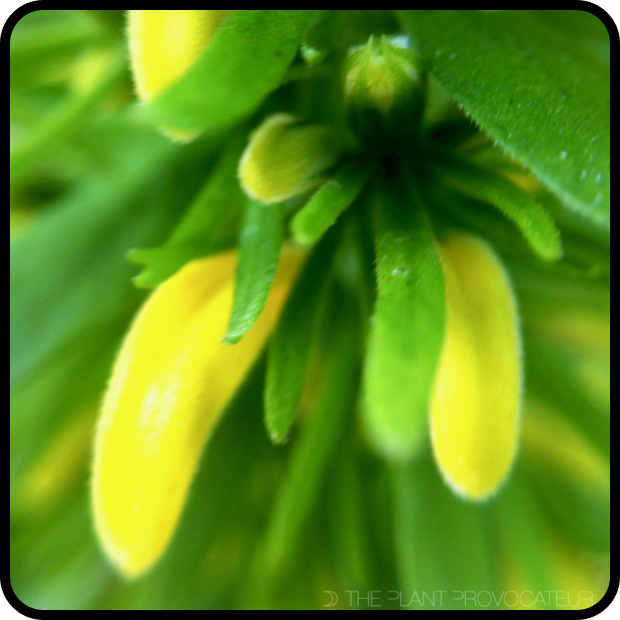 |Justicia aurea - CU buds|