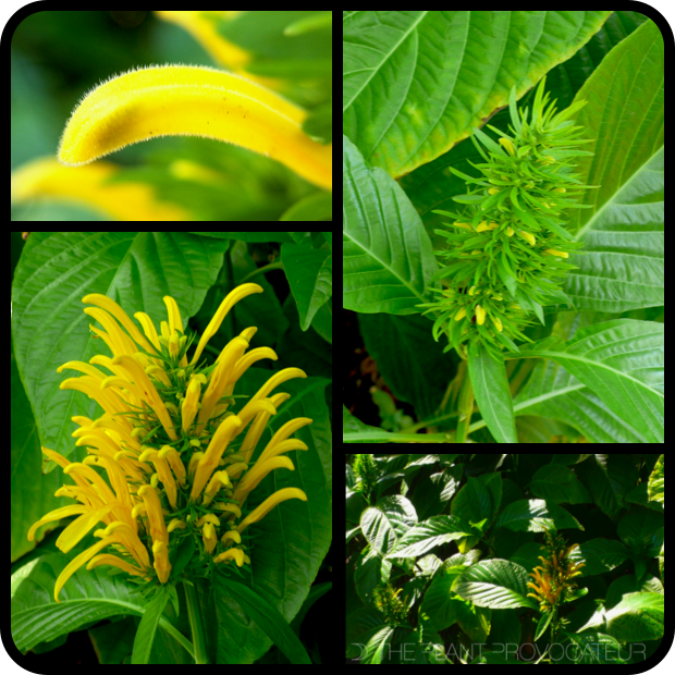 |Justicia aurea - bud + flower + form|