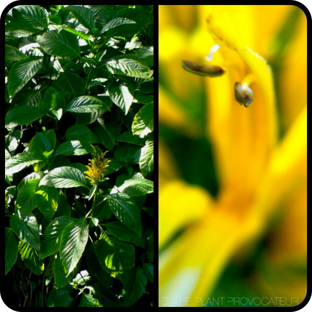 |Justicia aurea - form + flower detail|