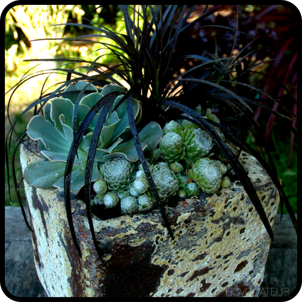 |Atlantis Succulent Container|