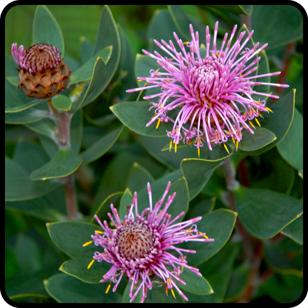 |Isopogon latifolius profile|