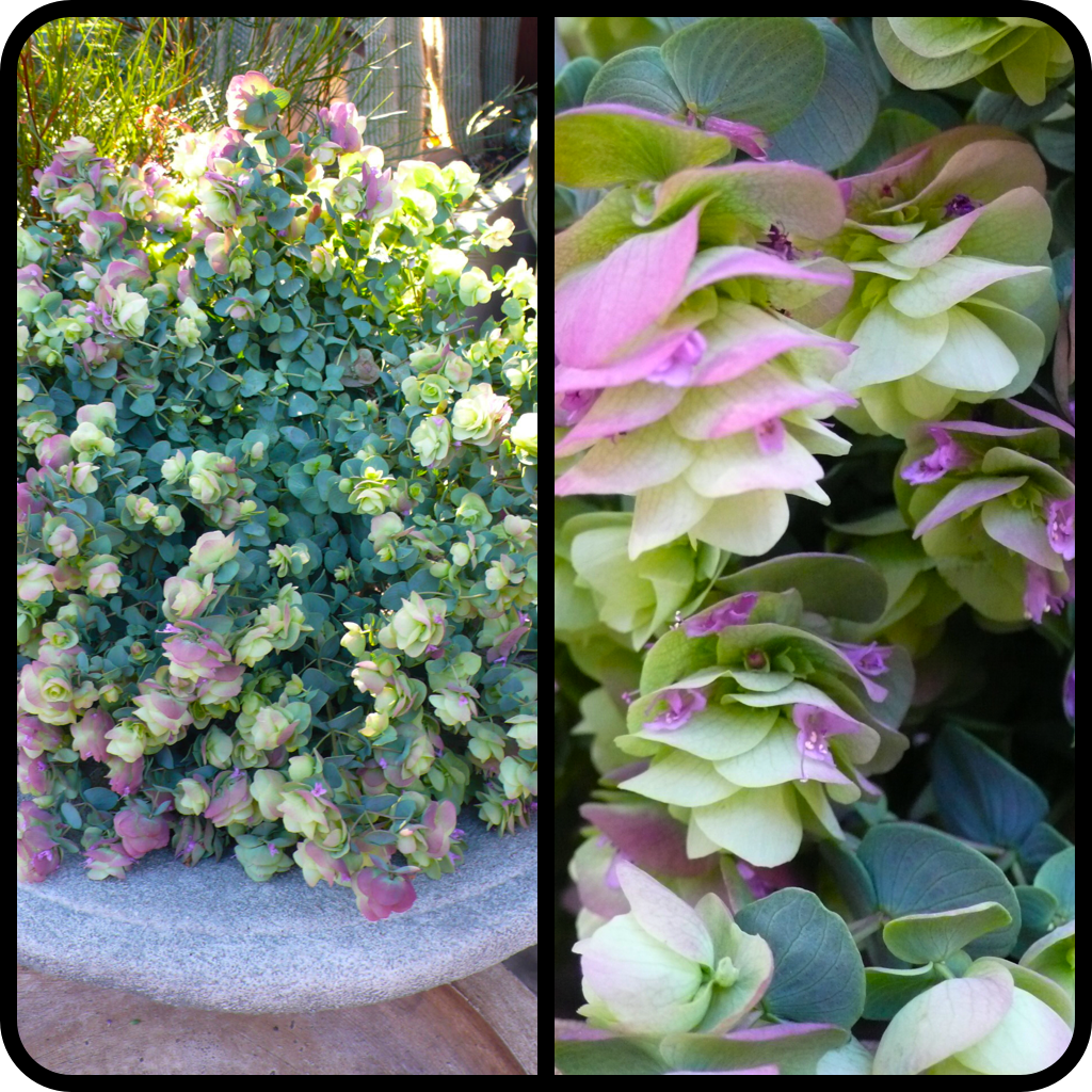 |Origanum 'Kent Beauty|
