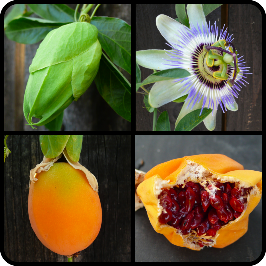 |Passiflora caerulea|
