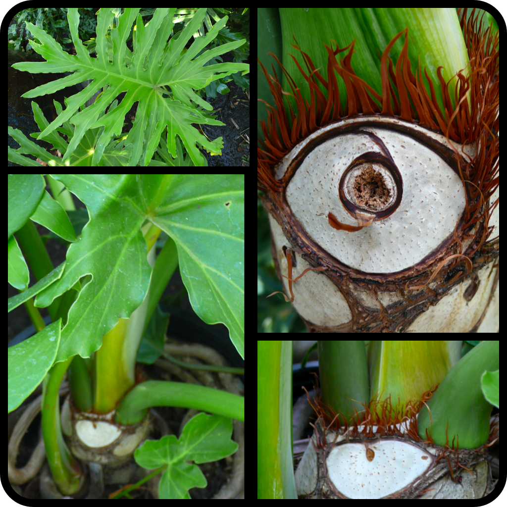 |Philodendron bipinnatifidum|