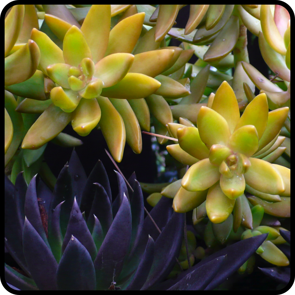 |Sedum nussbaumerianum|Echeveria 'Black Prince'|