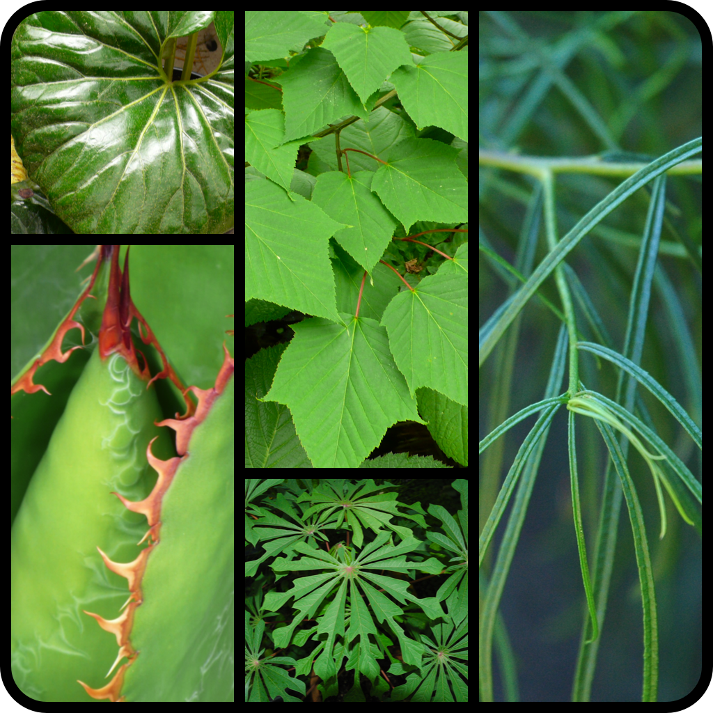 |clockwise L to R|Farfugium japonicum 'Giganteum"|Acer davidii|Myoporum floribundum|Manihot esculenta|Agave bovicornuta|