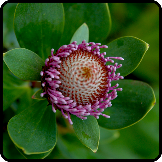 |Isopogon latifolius|