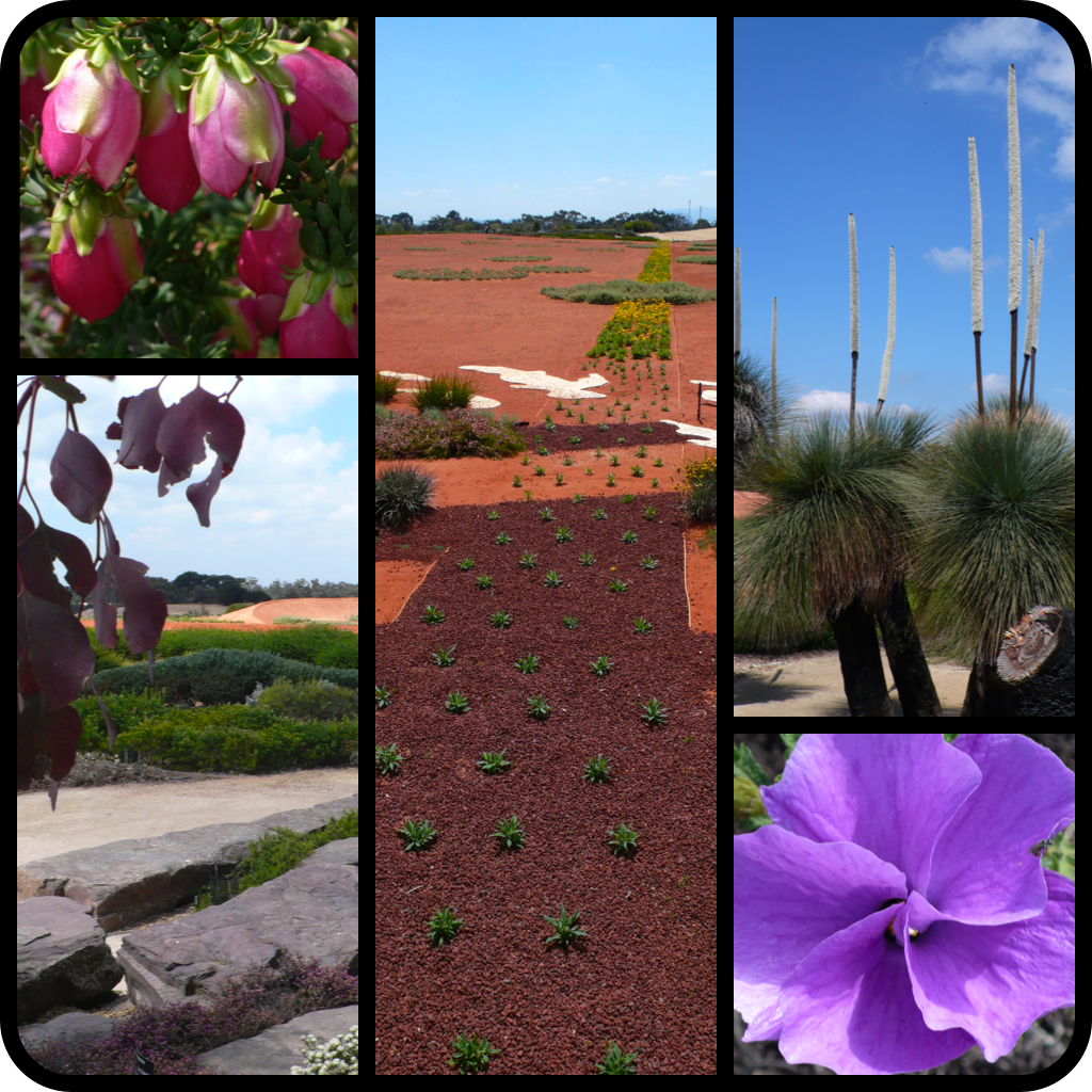 |Clockwise L to R|Darwinia lejostyla 'Coolamon Pink' in bloom|RBG Cranbourne landscape vista|Xanthorrhoea quadrangulata-Austrlain Grasstree in flower|Alyogyne huegelii-Blue Hibiscus|RBG Cranbourne landscape|