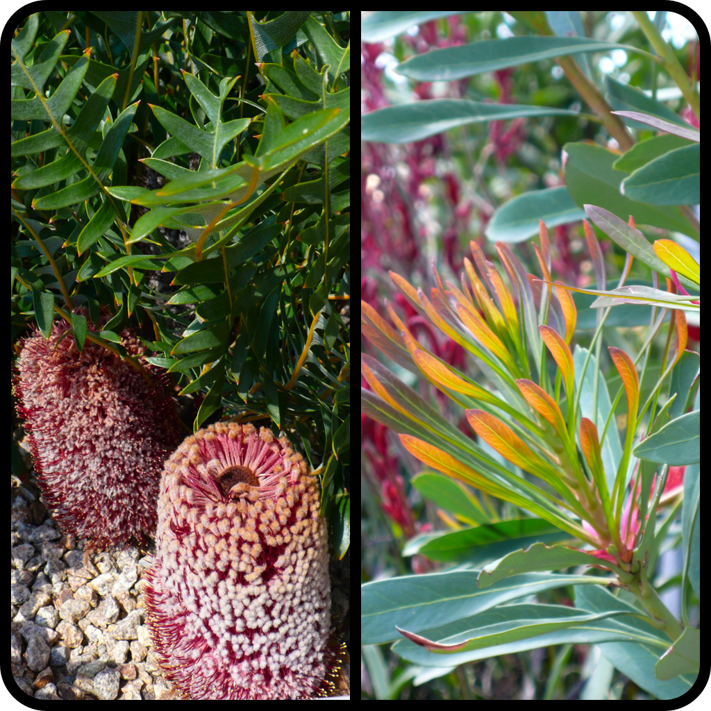 |Banksia blechnifolia|Telopea speciosissima new growth|